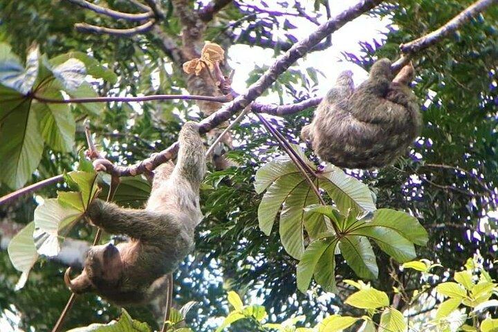Frogs-Sloths-waterfall-Coffee and Chocolate Tour