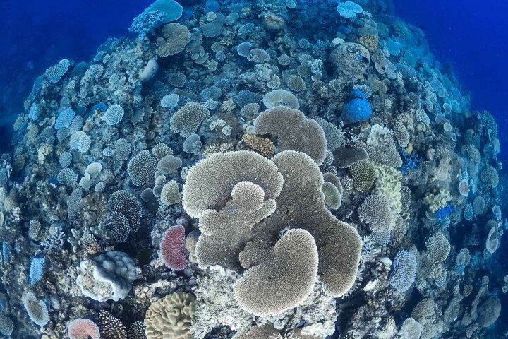 Outer Reef Mackay Cay Sail & Snorkel Adventure from Port Douglas