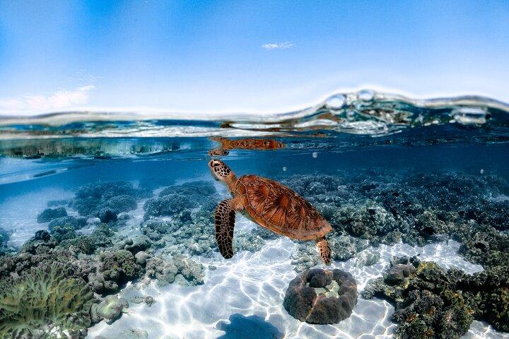 Outer Reef Mackay Cay Sail & Snorkel Adventure from Port Douglas