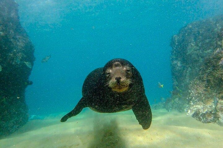 Beginner Scuba Diving in Cabo San Lucas