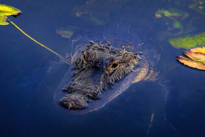 Miami: Everglades Airboat with free hotel pick up