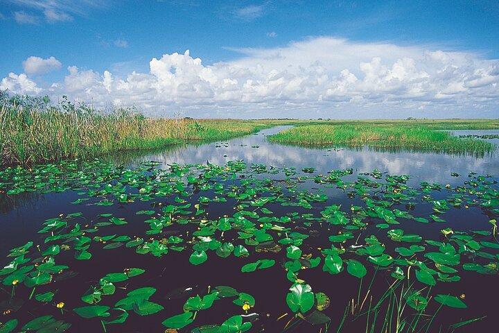 Miami: Everglades Airboat with free hotel pick up