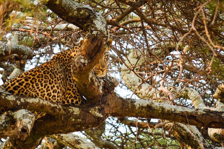 5-day Night safari adventure across iconic Lake Manyara, Crater
