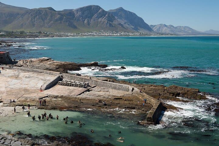 Hermanus Whale Watching and Stony Point Penguins Full Day Tour