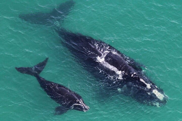 Hermanus Whale Watching and Stony Point Penguins Full Day Tour