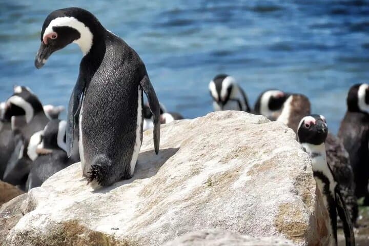 Hermanus Whale Watching and Stony Point Penguins Full Day Tour