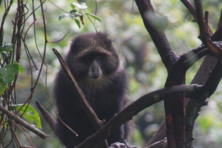 7 Day Kilimanjaro Machame climb