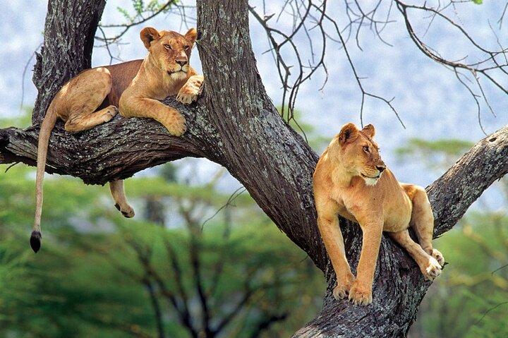 5-Day Luxury Best of Tanzania