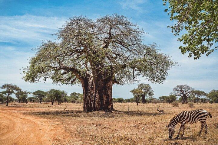 6-Days Private Luxury Safari & Walking Safari – Northern Tanzania