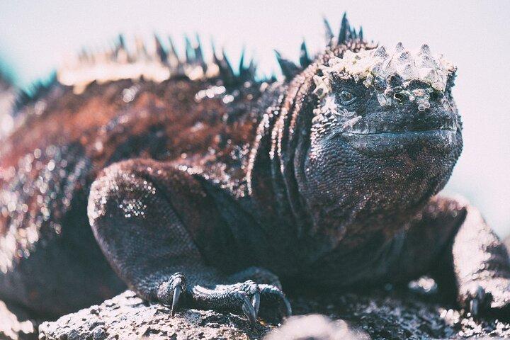 Full-day Adventure Tour at Kicker Rock (León Dormido)