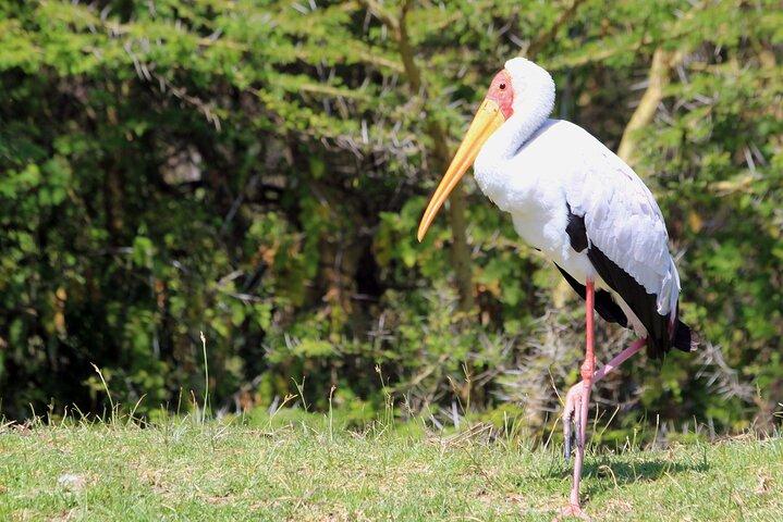 3 Days Budget Private Tour to Maasai Mara with Safari Van