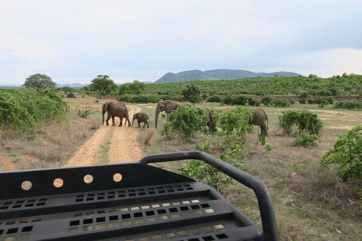 2 Days Mikumi Private Safari from Zanzibar with Accommodation
