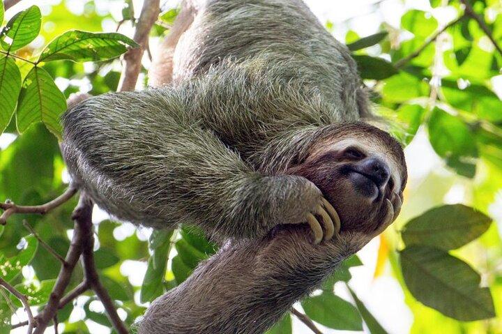 Explore Rainforets Sloth Discover Spectacular Waterfall