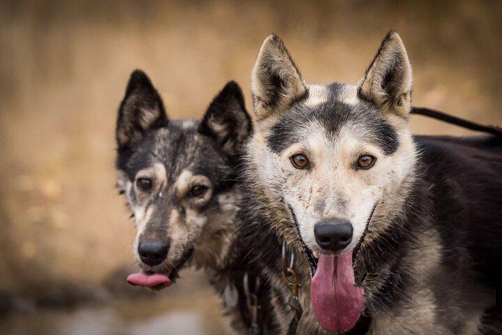 Fairbanks Sled Dog Mushing Cart Ride & Kennel Tour