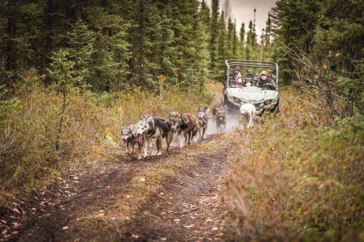 Fairbanks Sled Dog Mushing Cart Ride & Kennel Tour
