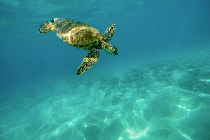 Snorkeling with Sea Turtles in Mirissa (Pickup and Drop included)