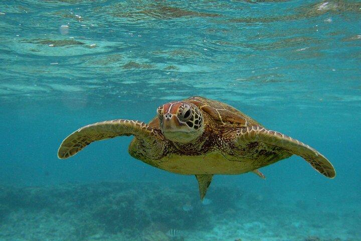 Snorkeling with Sea Turtles in Mirissa (Pickup and Drop included)