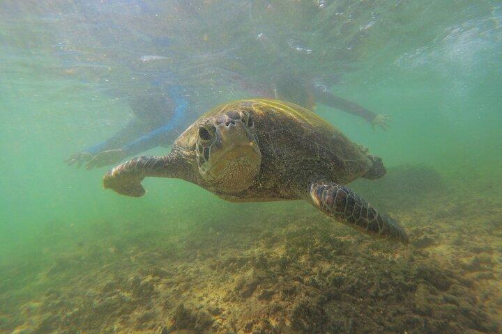 Snorkeling with Sea Turtles in Mirissa (Pickup and Drop included)
