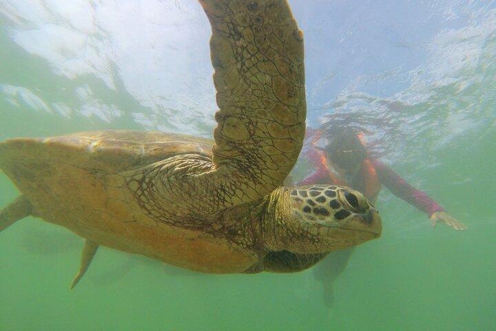 Snorkeling with Sea Turtles in Mirissa (Pickup and Drop included)