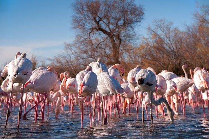 Camargue Small-Group Day Trip from Avignon