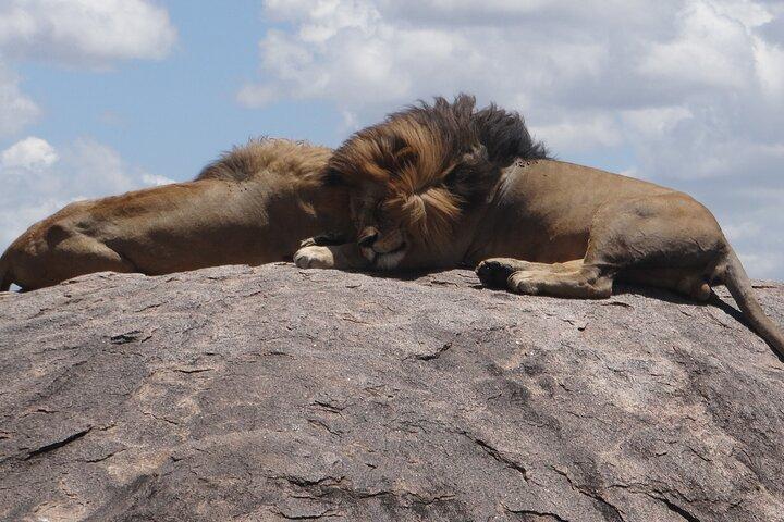 3 Day Magic Safari (Arusha, Tarangire & Manyara NP)