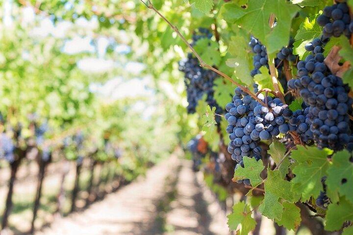 Guided tour through the vineyards with local wine tasting