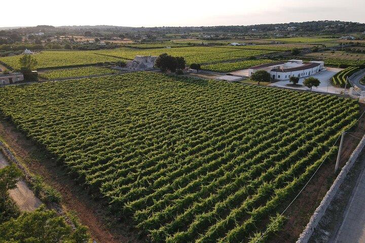 Guided tour through the vineyards with local wine tasting