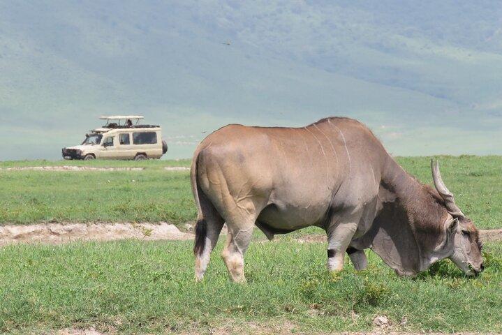 3 Days Exploring Serengeti & Ngorongoro Crater from Arusha