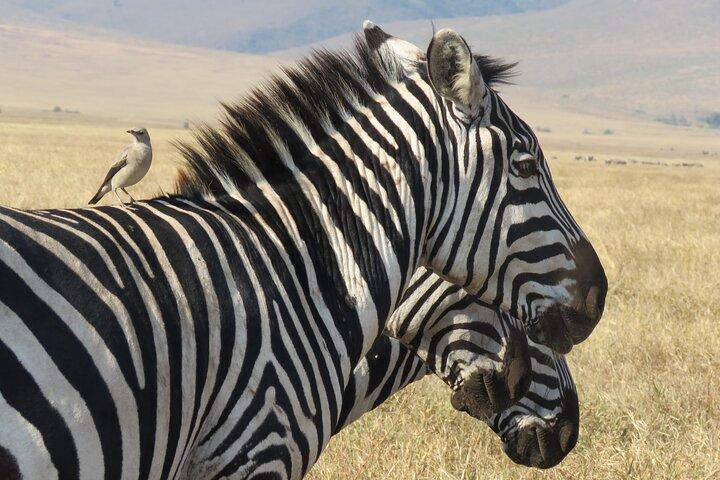 3 Days Exploring Serengeti & Ngorongoro Crater from Arusha