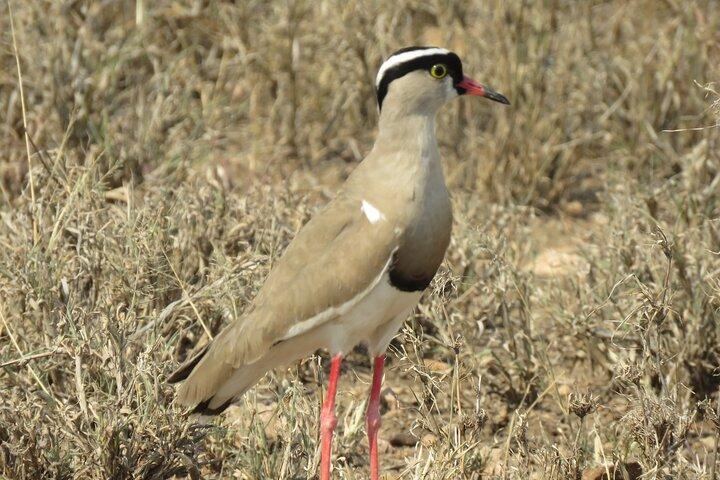3 Days Exploring Serengeti & Ngorongoro Crater from Arusha