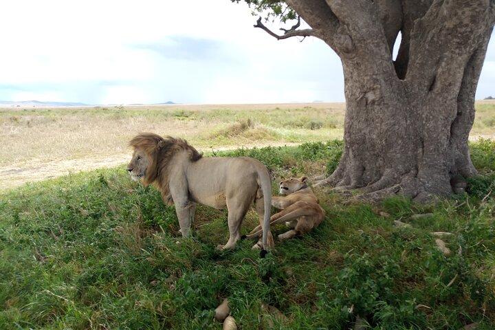 3 Days Exploring Serengeti & Ngorongoro Crater from Arusha