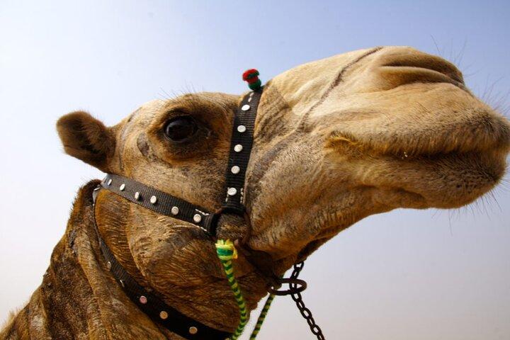 Full day tour Giza Pyramids Sphinx &Lunch and Shopping tour