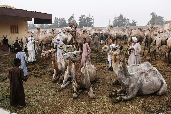 Private Birqash Camel Market Tour from Cairo