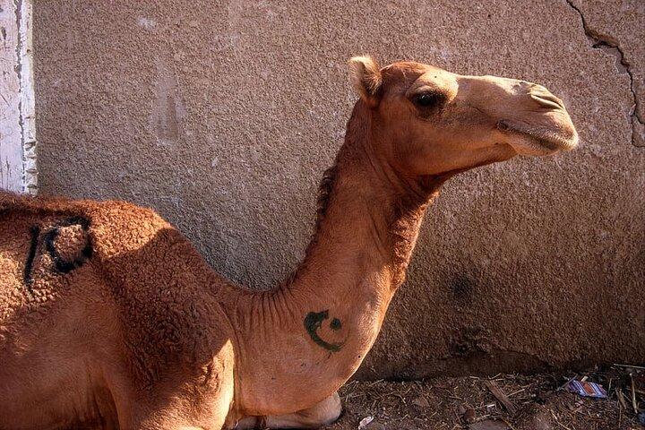 Private Birqash Camel Market Tour from Cairo