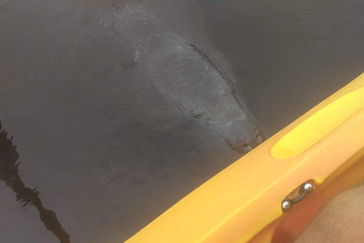 Sunset kayaking tour at Manatee Cove with Manatee & Dolphin sightings