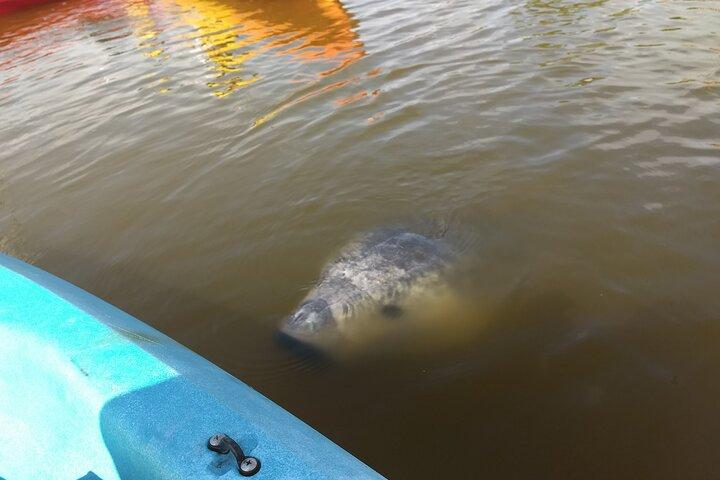 Sunset kayaking tour at Manatee Cove with Manatee & Dolphin sightings