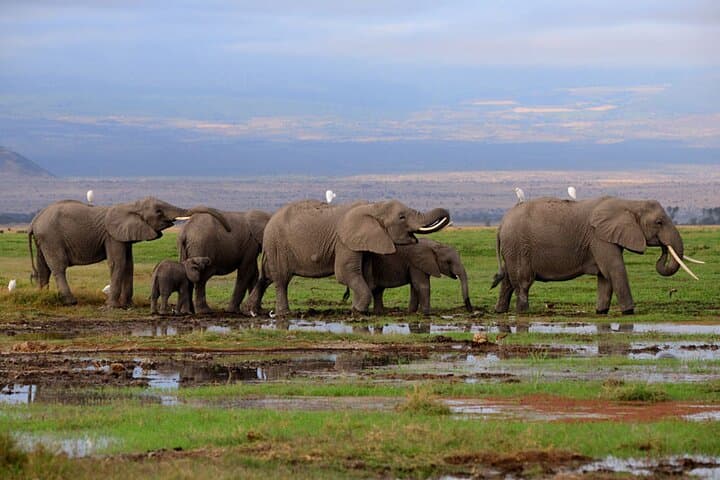 Day tour Amboseli National Park and masai village from Nairobi.