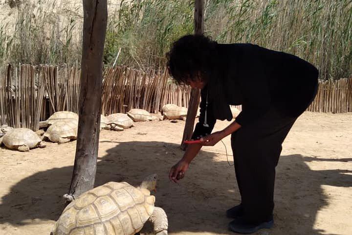 8-Hour Africa Safari Park Private Tour from Cairo with Hotel Pickup and Drop-off