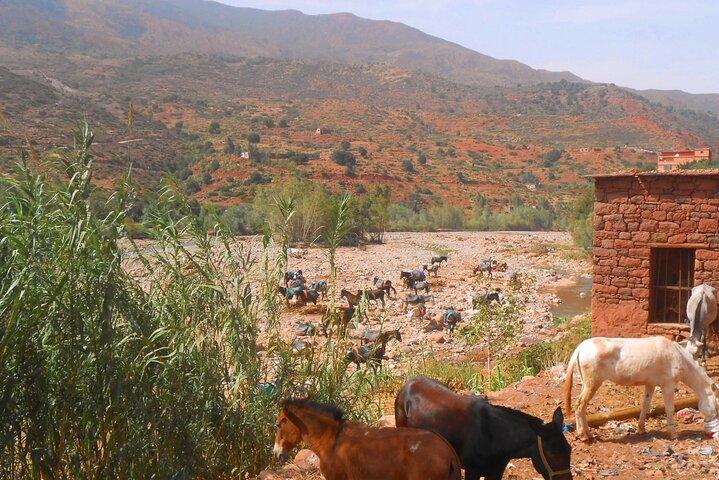 Zat valley and the Atlas mountain private day trip from Marrakech with lunch.