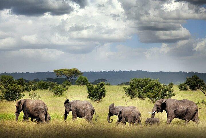 6 Days Mid-Range Tanzania Safari