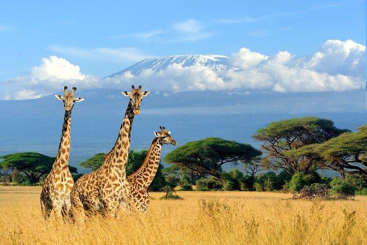 6 Days Mid-Range Tanzania Safari
