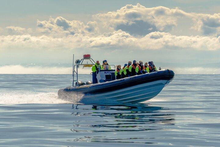 Speedboat Whale Watching Small-Group Tour in Reykjavik