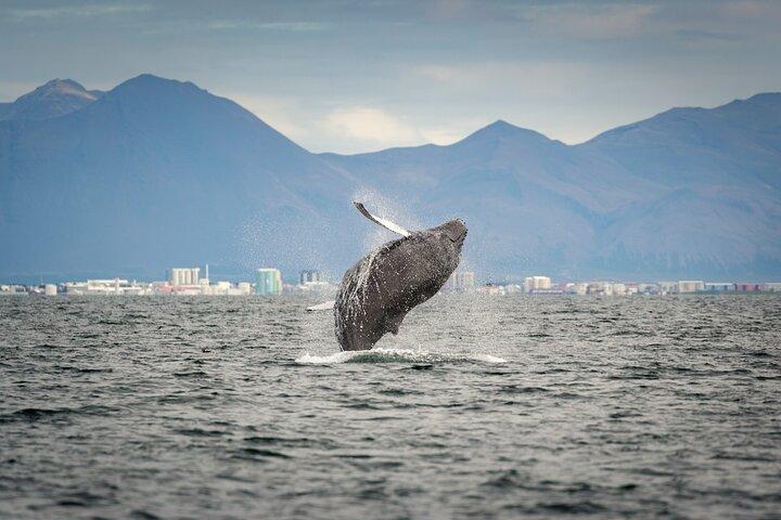 Speedboat Whale Watching Small-Group Tour in Reykjavik