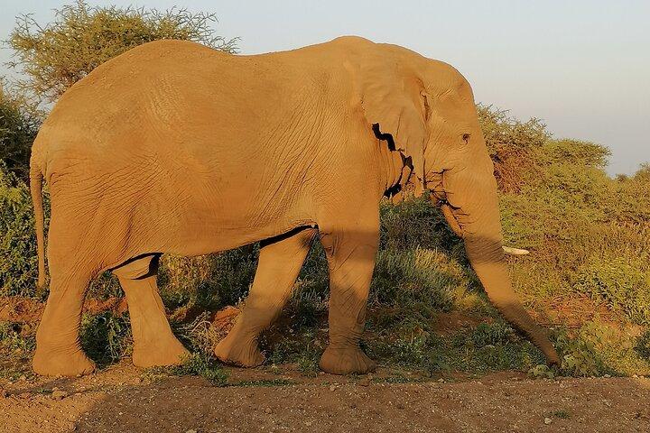 Private 6-Day Wildlife Photography Tour from Nairobi