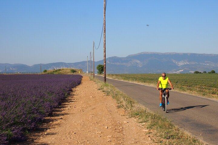 5-Hours Lavender Fields Tour in Valensole from Aix-en-Provence