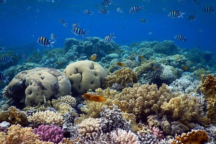 Blue Hole Snorkeling Tour with lunch from Dahab