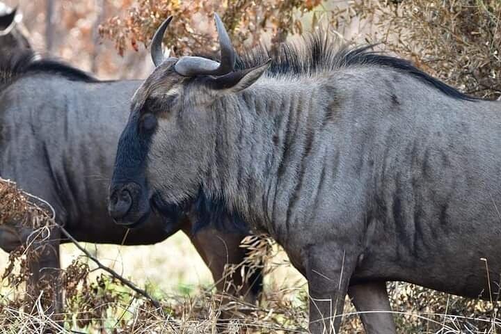 Pilanesberg Safari Open vehicle game Full Day