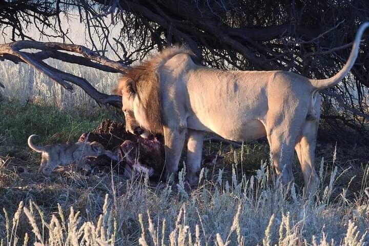 2 Day Kruger National Park Safari