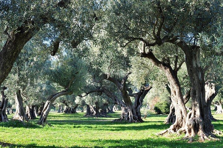 Van Gogh's Provence & Les-Baux-de-Provence - Afternoon Tour