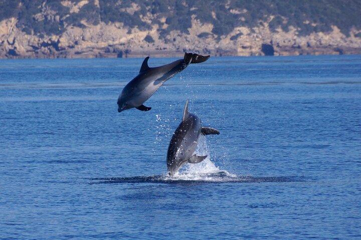 Alghero - Dolphin Watching and Guided Snorkeling (summer tour)